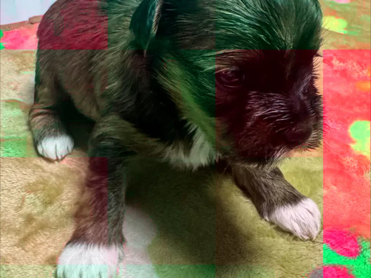 Billede 14 - Bichon havanaiser hvalpe med stamtavle 