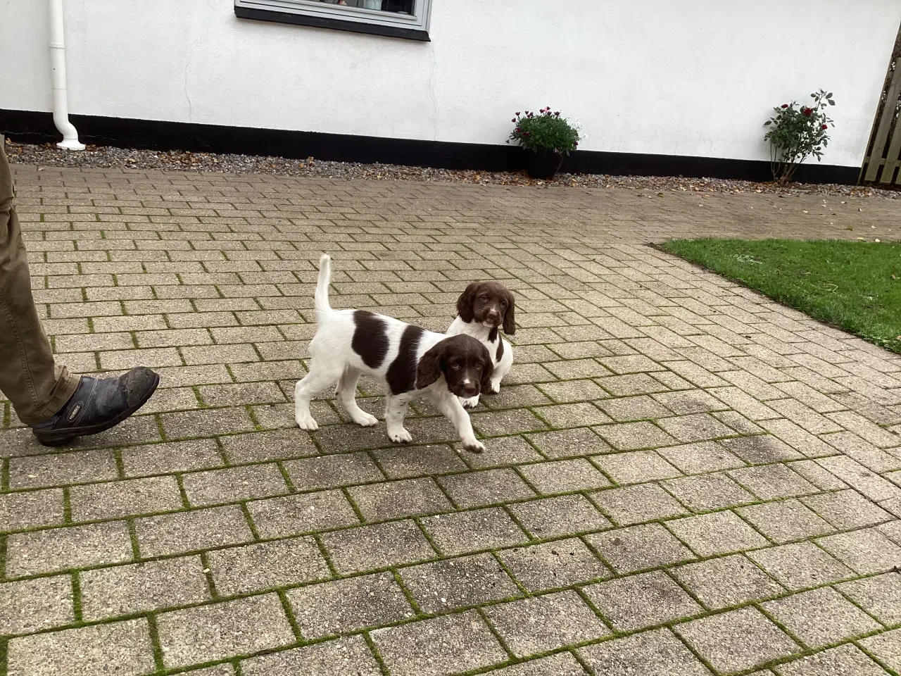 Billede 1 - FT springer/Engelsk springer Spaniel