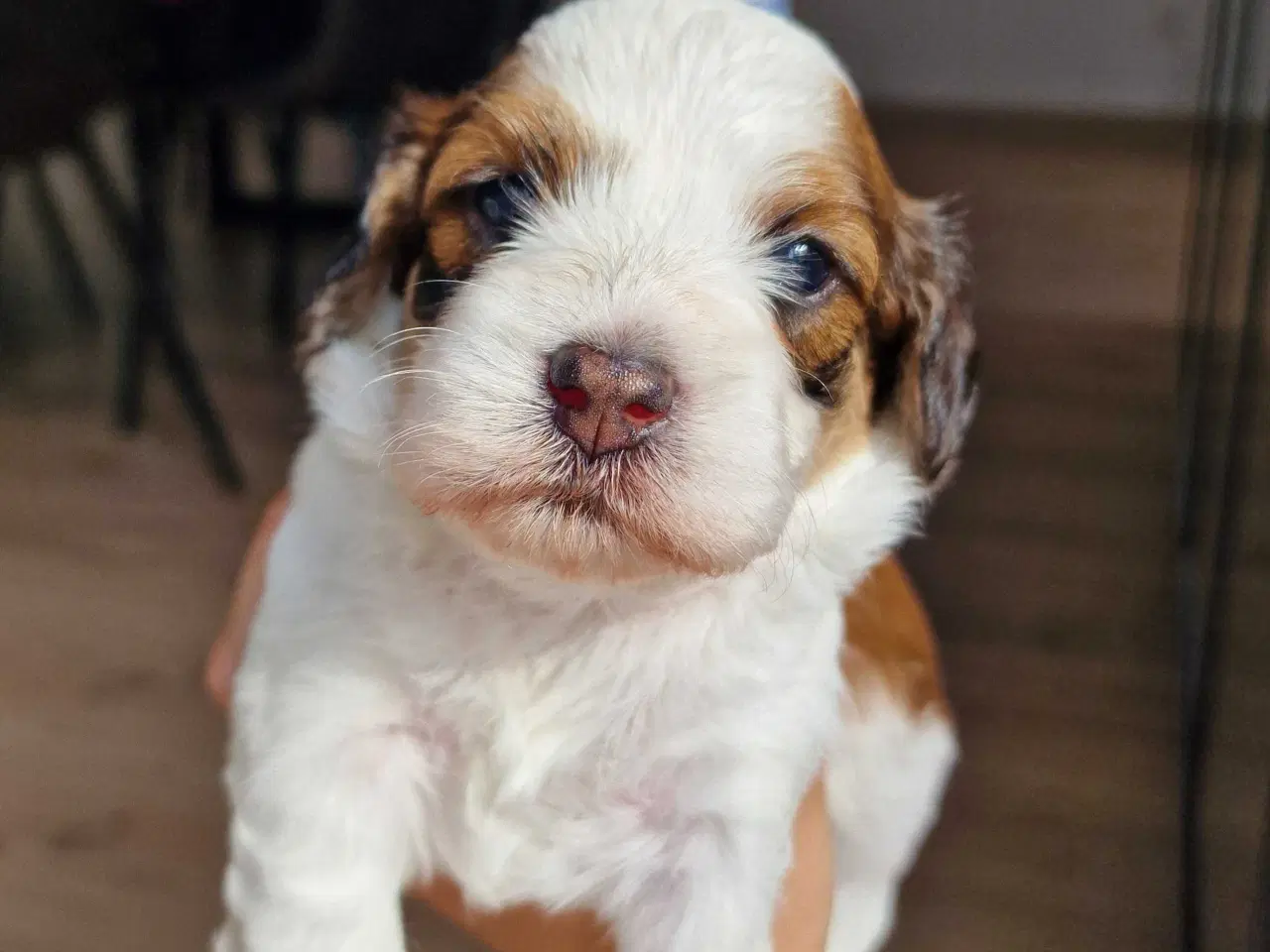 Billede 2 - Smukke Bichon Havanais hvalpe 