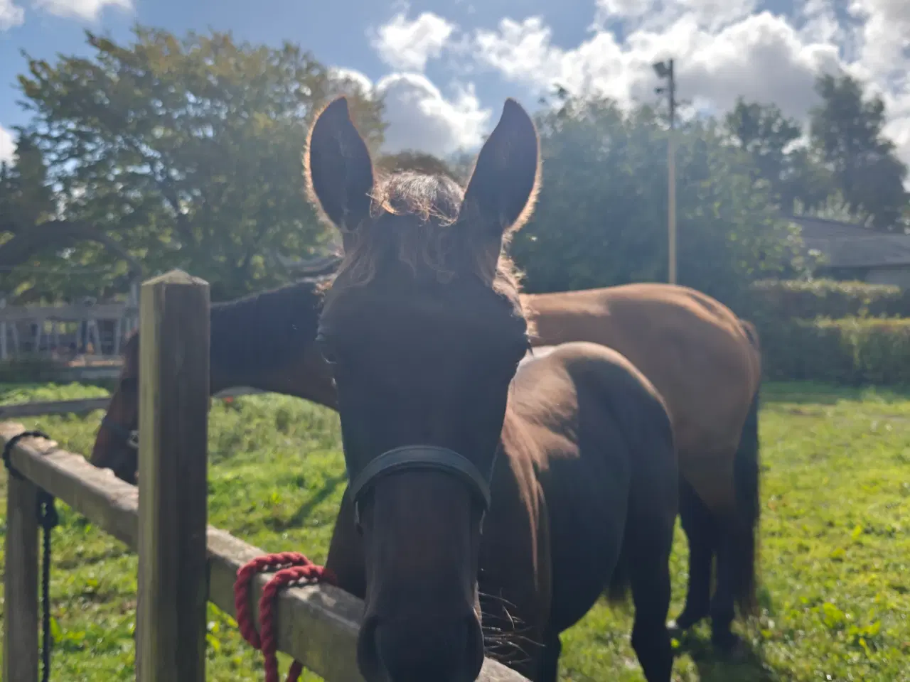 Billede 3 - Føl hingst hest