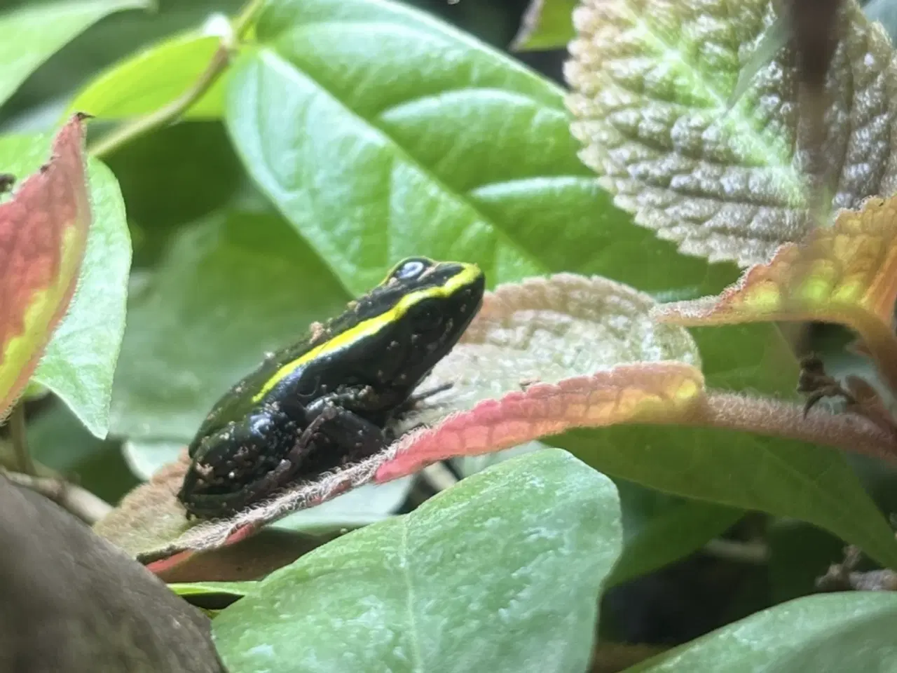 Billede 2 - Phyllobates aurotaenia gul