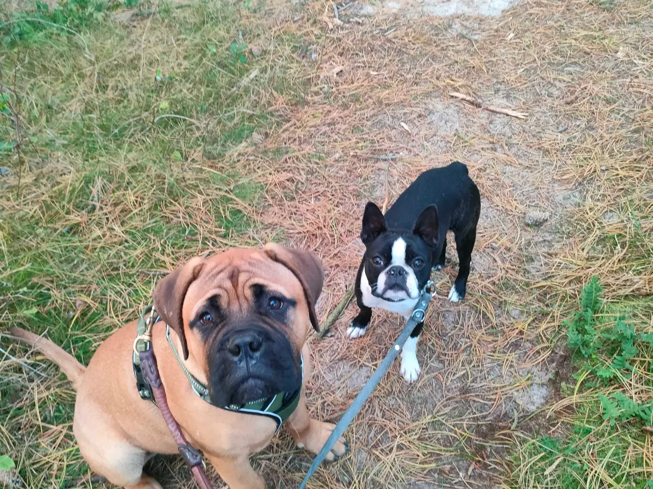 Billede 5 - Bull mastiff med DKK stamtavle