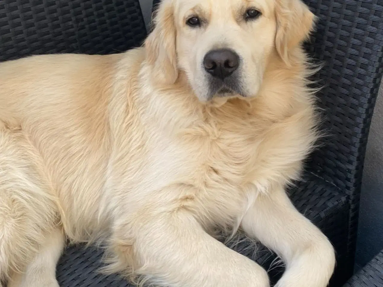 Billede 17 - Hundehvalp