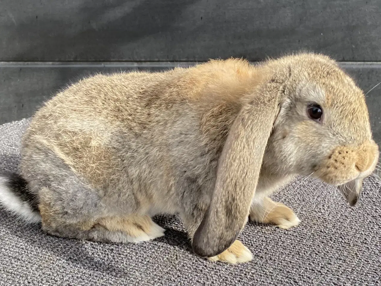 Billede 11 - FRANSK VÆDDER HUN VILDTGRÅ