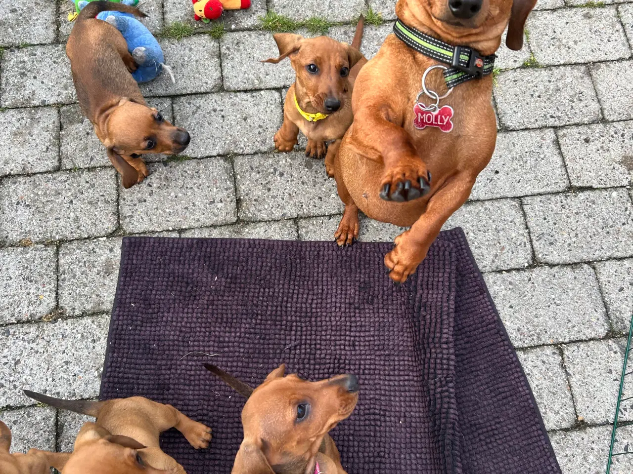 Billede 4 - Gravhund hvalp