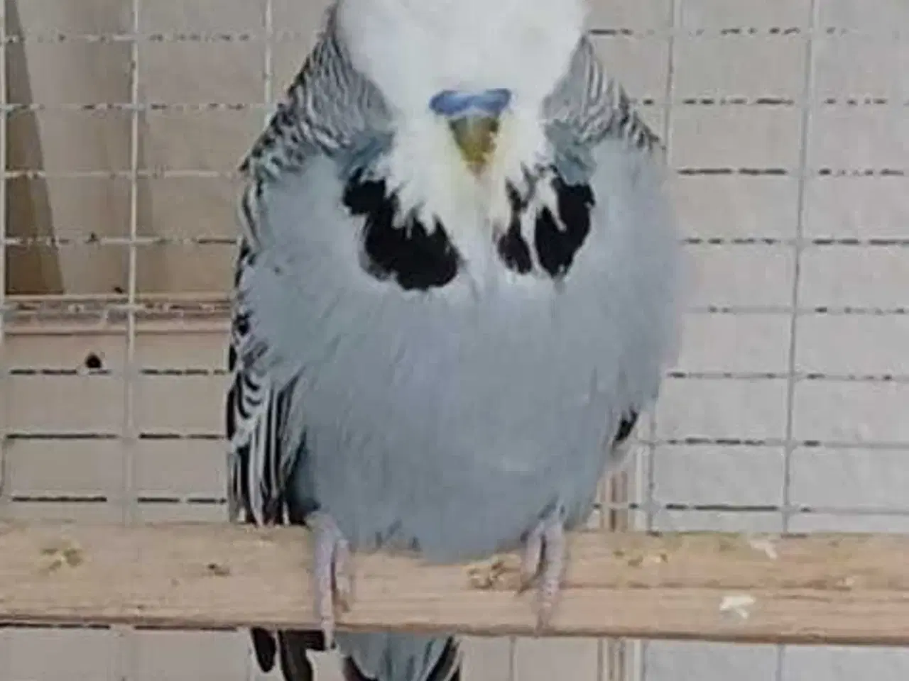 Billede 6 - Engelsk undulat han 