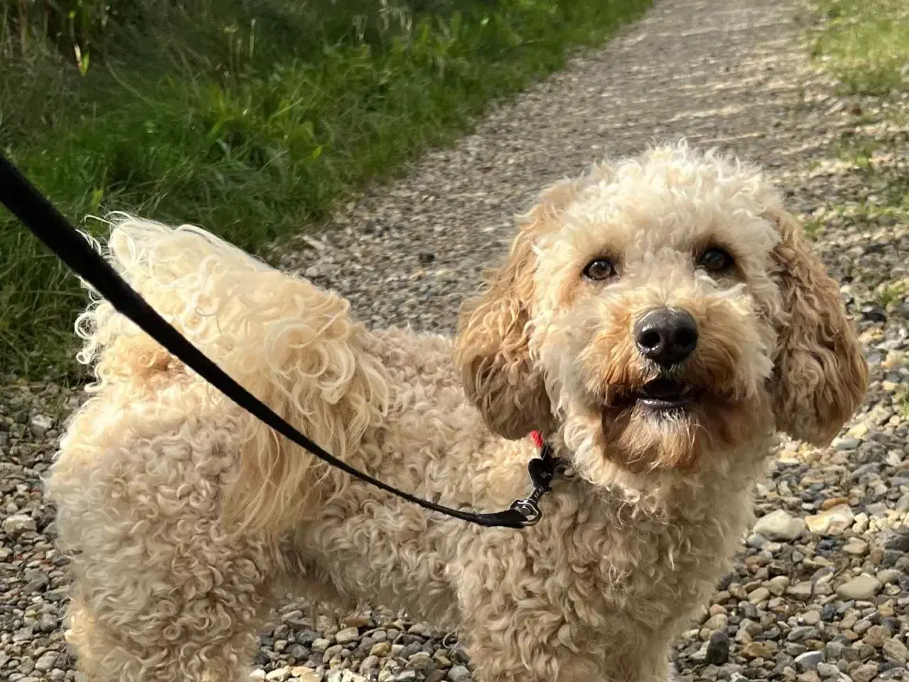 Billede 2 - skøn Maltipoo Max