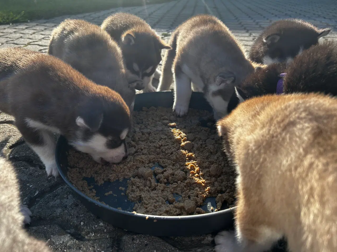 Billede 2 - Ægte husky hvalpe
