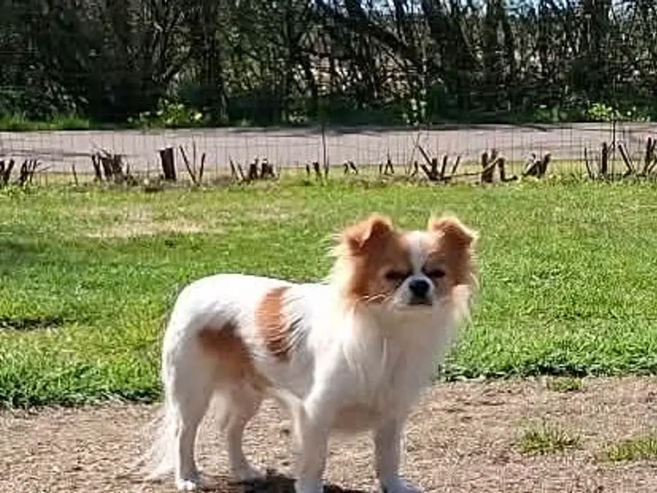 Billede 1 - Chihuahua han søger ny familie 