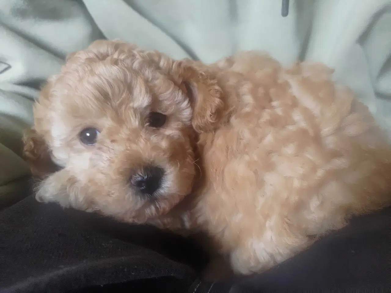 Billede 8 - Fawn krøltoppe puddelhvalpe 