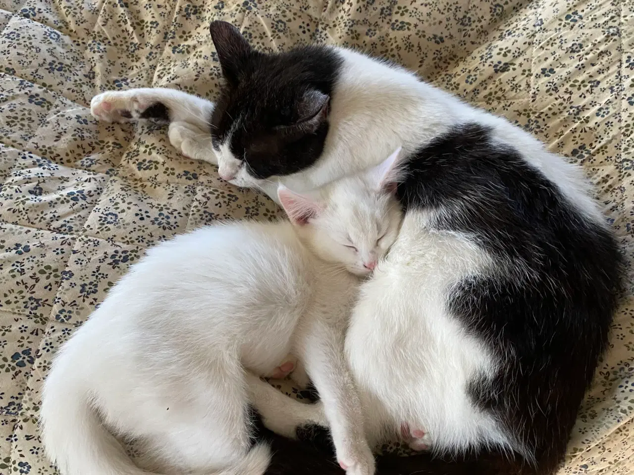 Billede 1 - Kærlig og legesyg hvid hankilling søger trygt hjem