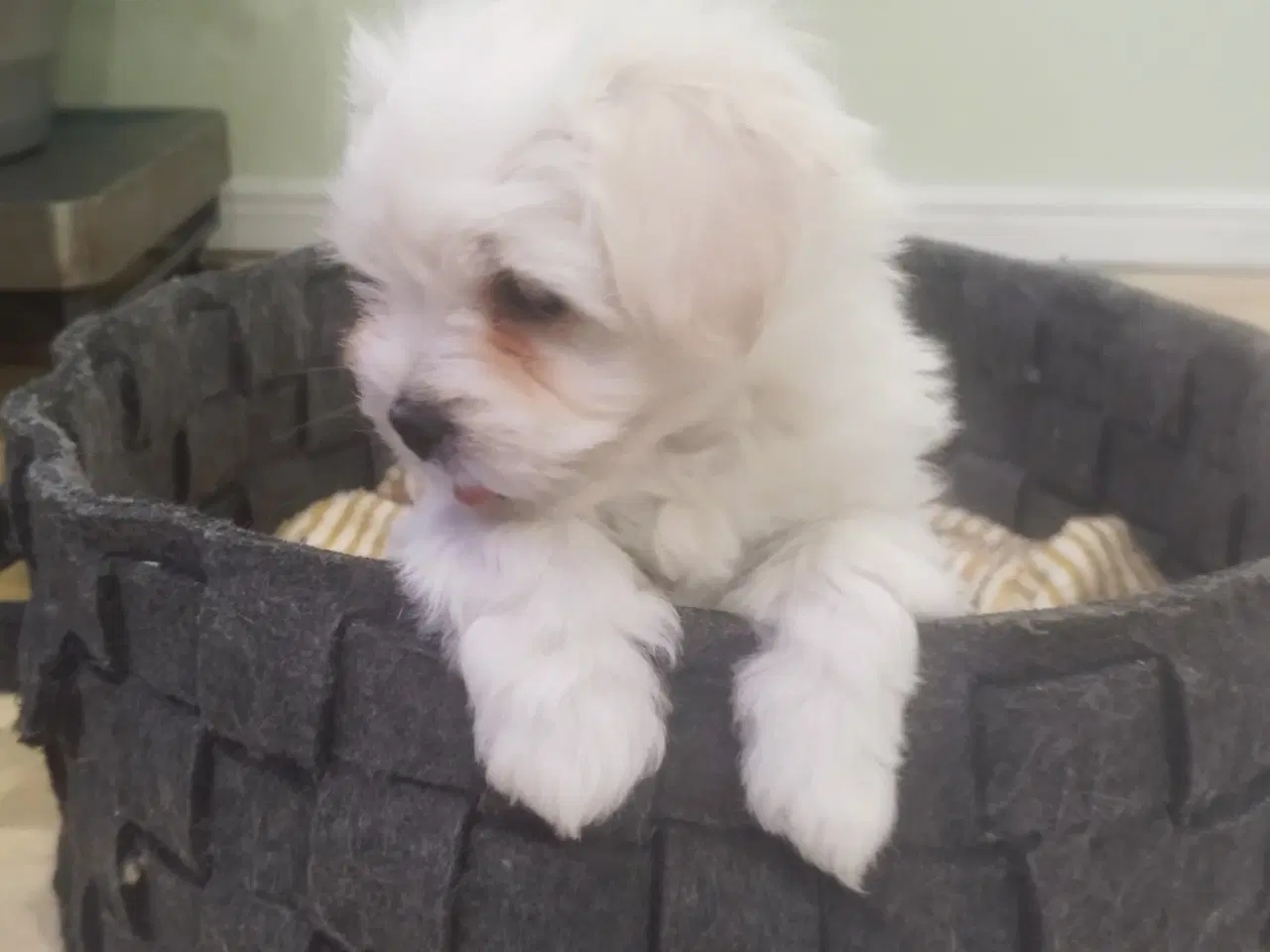 Billede 4 - Coton de tulear flotte frække piger