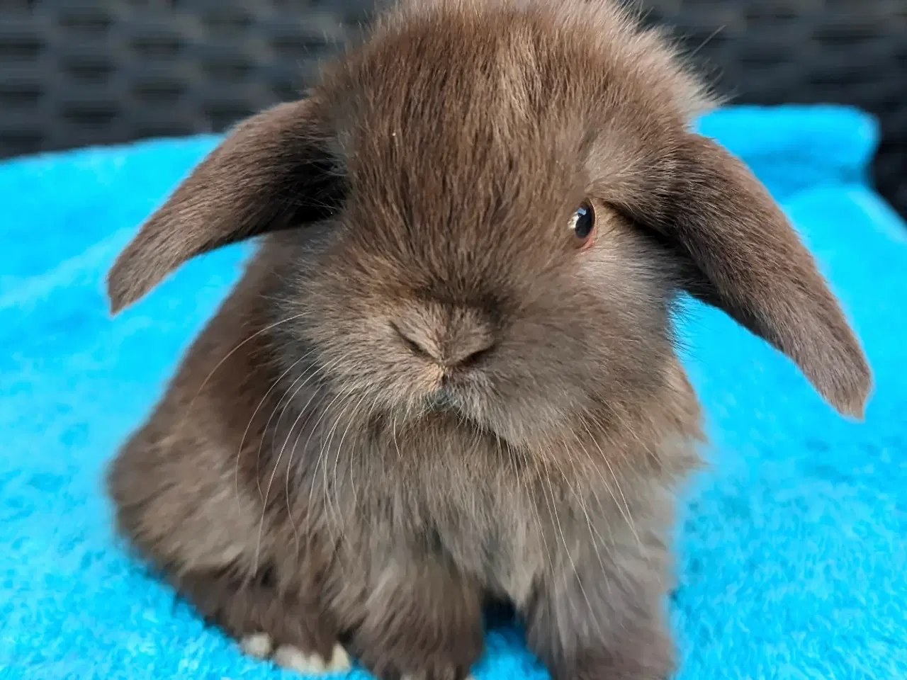 Billede 5 - Minilop kaninunge sælges 