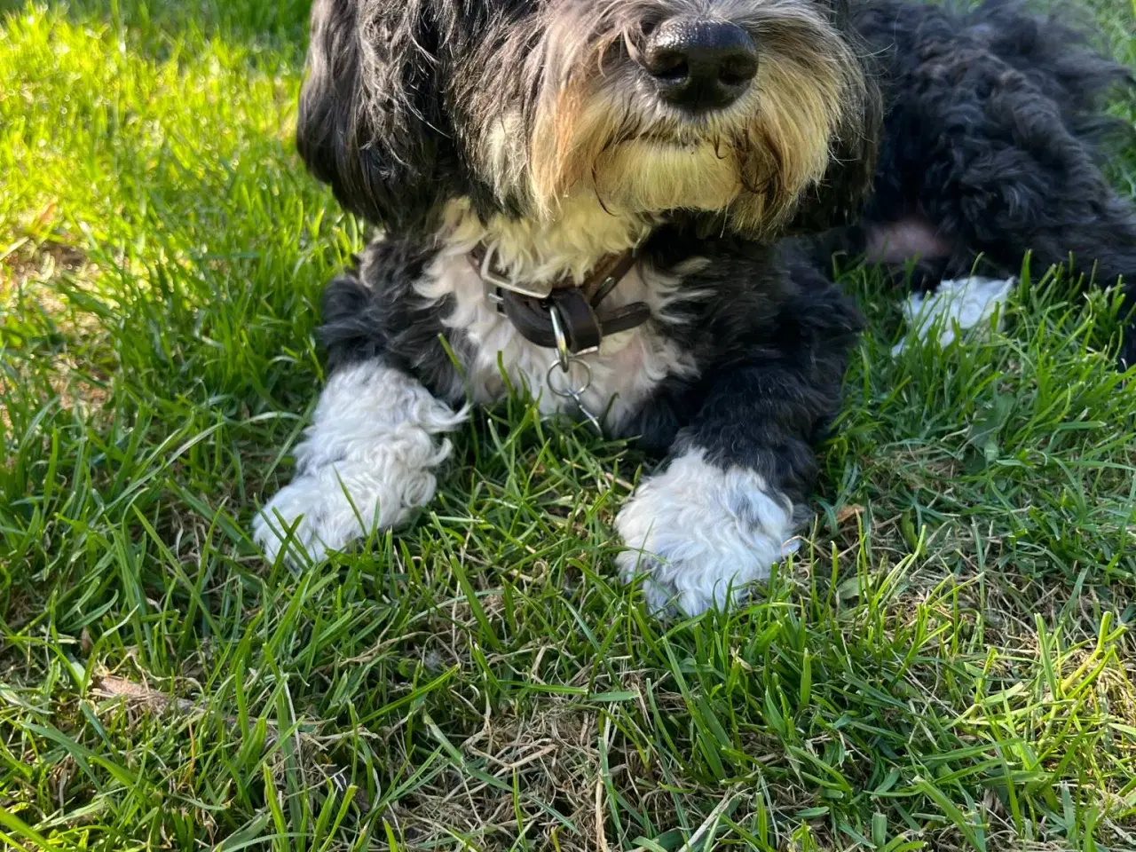 Billede 6 - Dejlige Bichon Havanais hvalpe