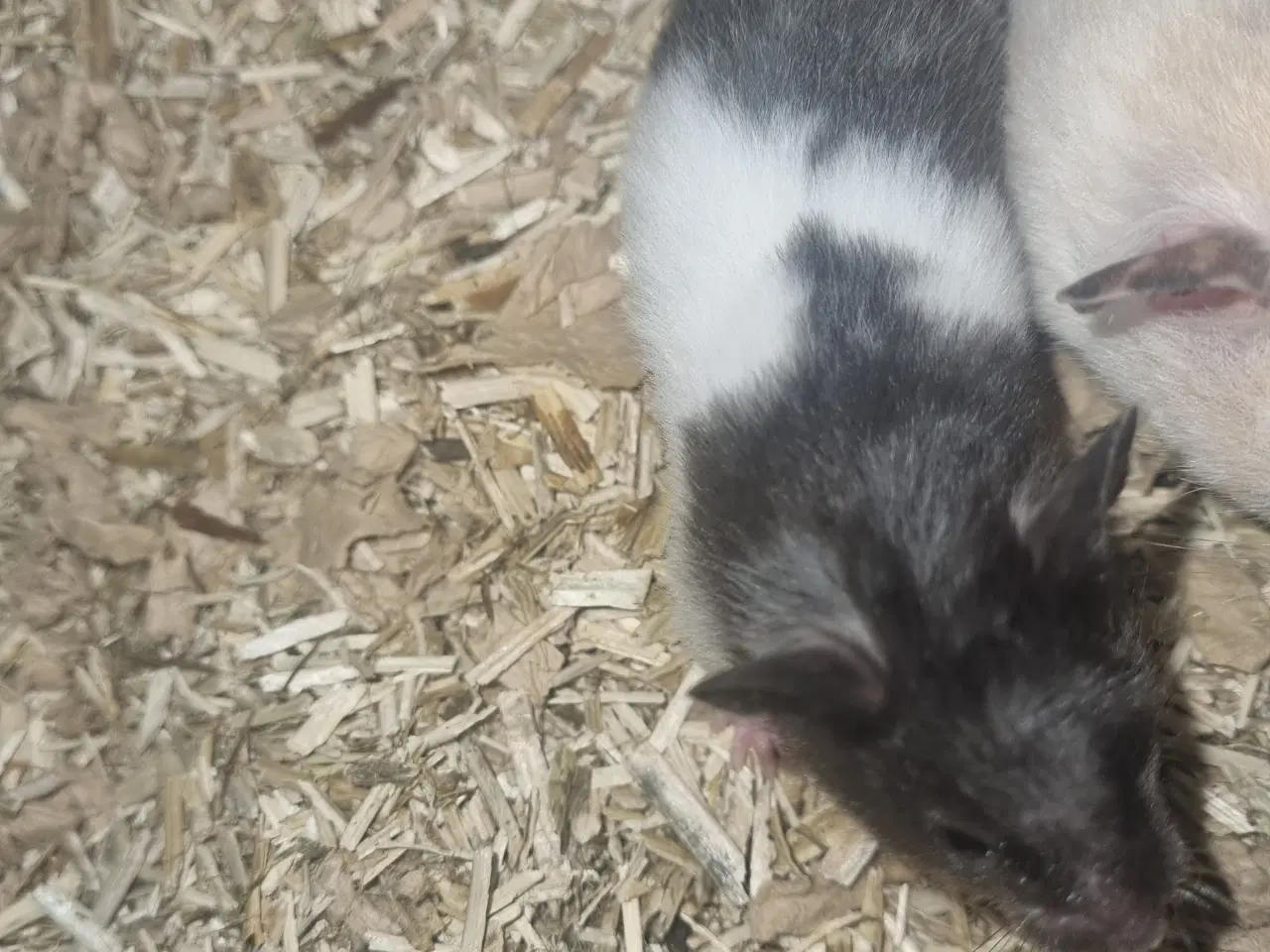 Billede 7 - Guldhamster unger sælges 