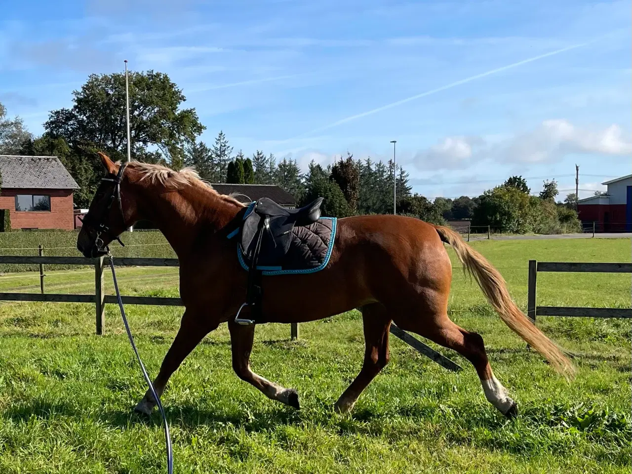 Billede 7 - Super lækker og charmerende føl (kan afdrages)