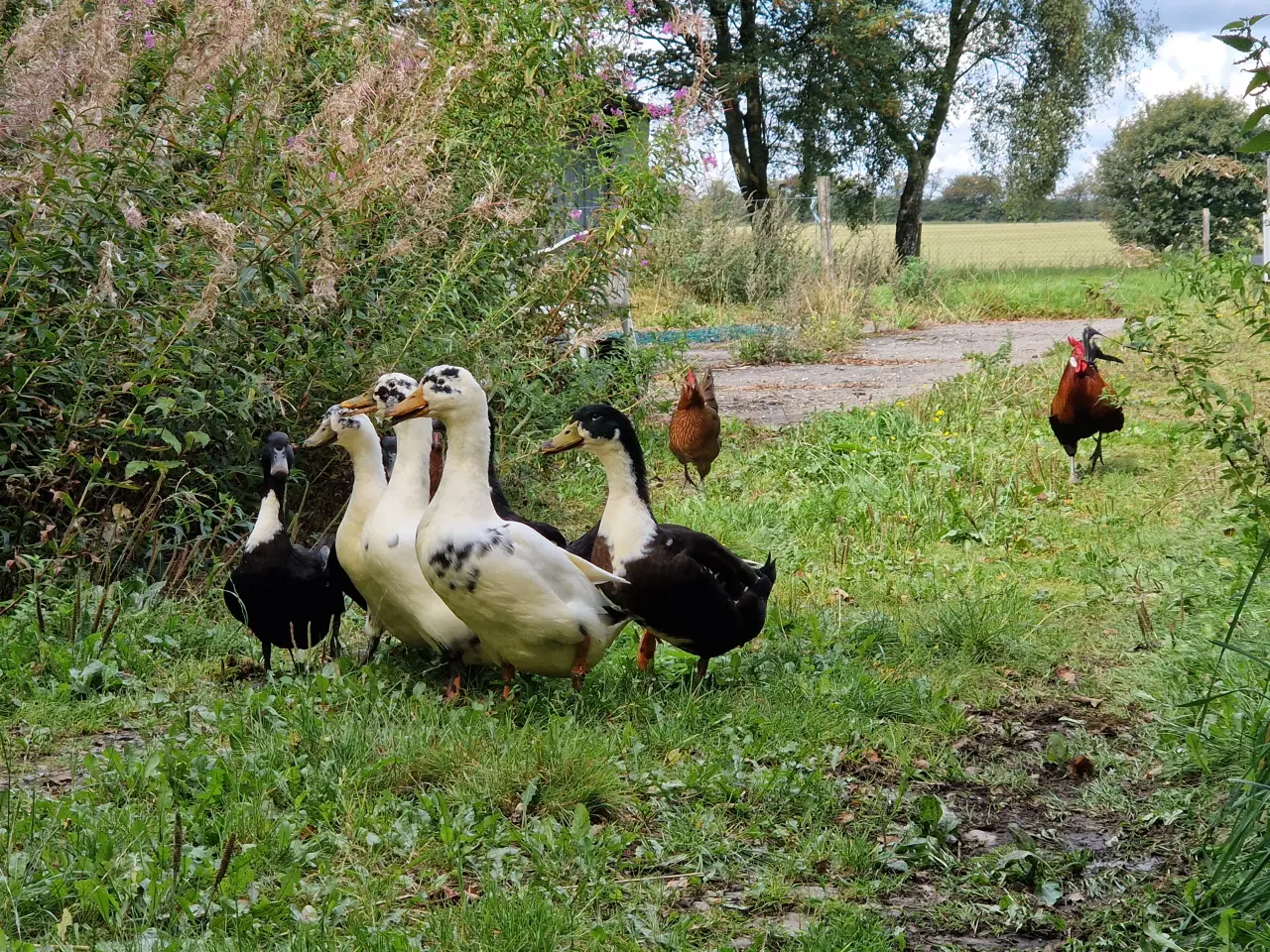 Billede 1 - Hvidbrystet andrik