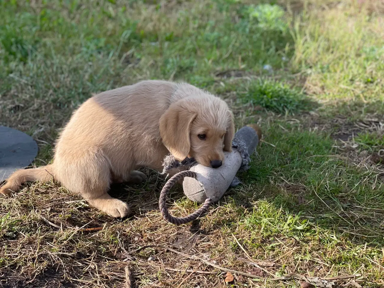 Billede 3 - Salgsklare Labradoddle hvape