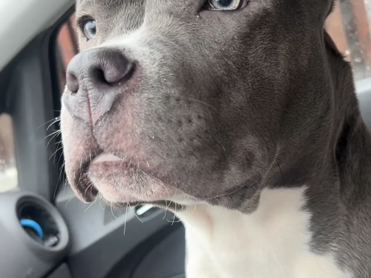 Billede 1 - American Bully  