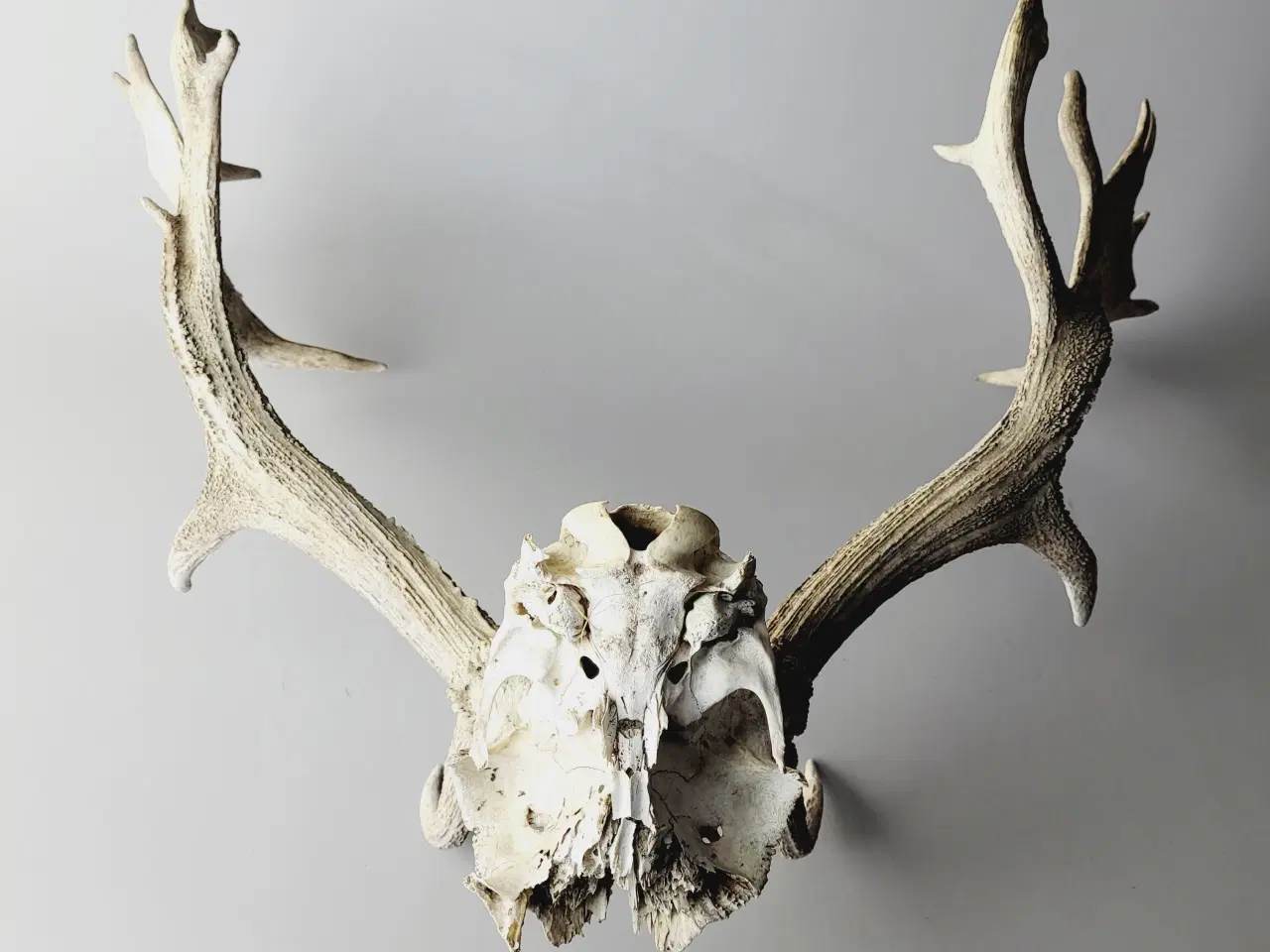 Billede 6 - Stort Dåhjort Trofæ med Fuldskuffel Gevir 
