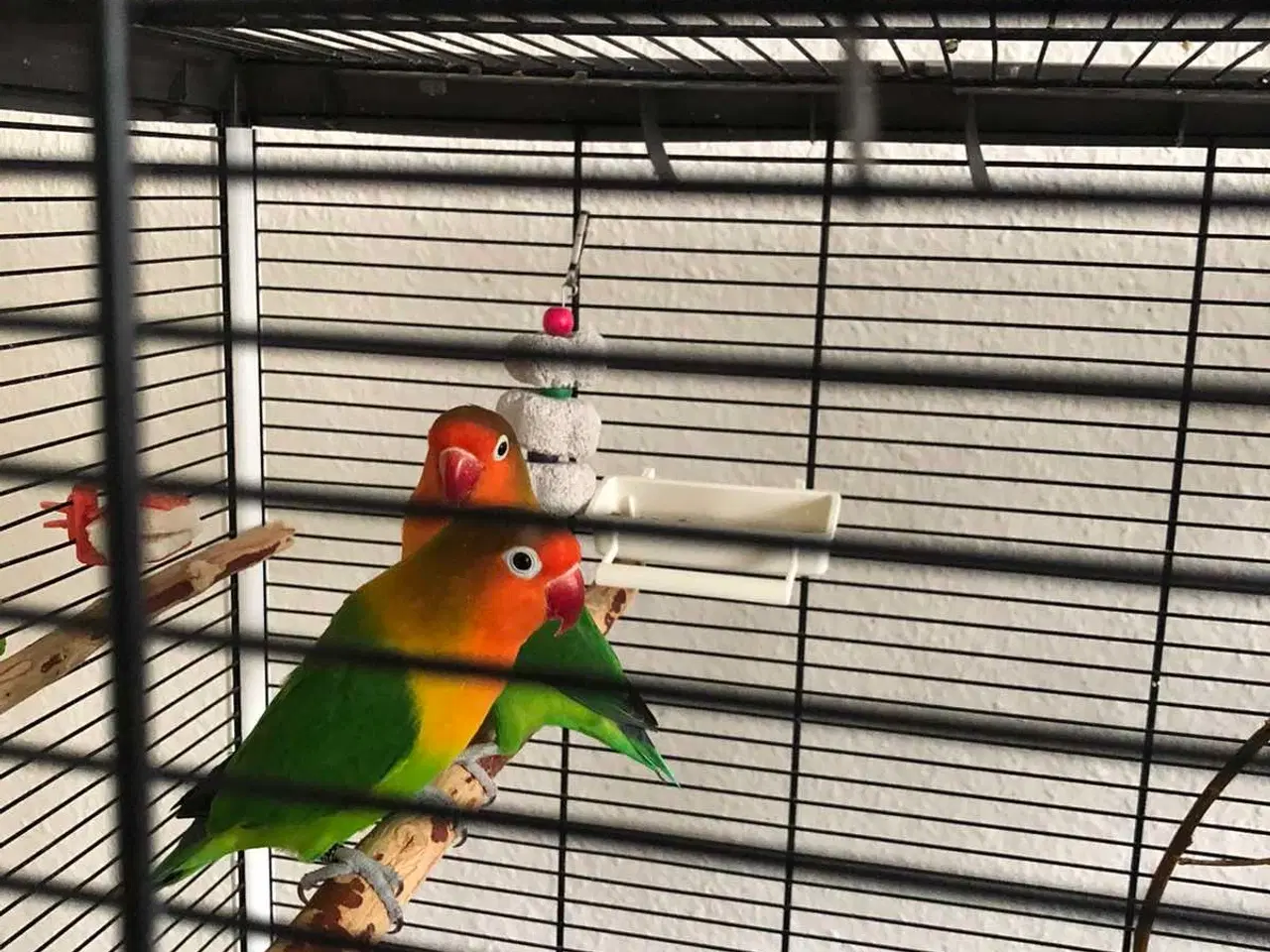 Billede 1 - Agapornis fisheri