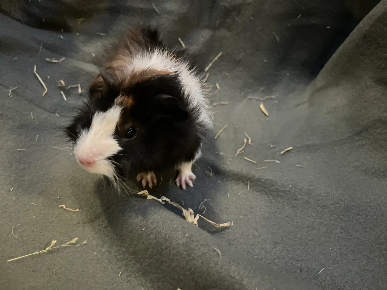 Billede 1 - Marsvinunger