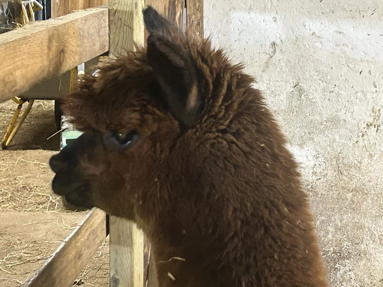 Billede 7 - Alpaca alpaka