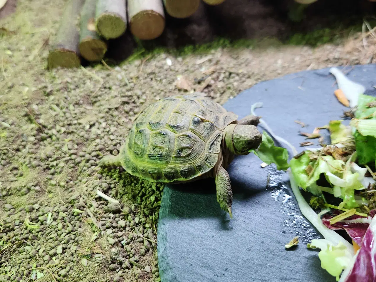 Billede 4 - Russisk Landskildpadde