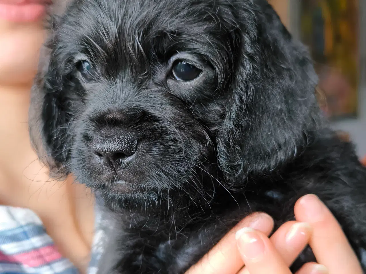 Billede 6 - Puddel blanding