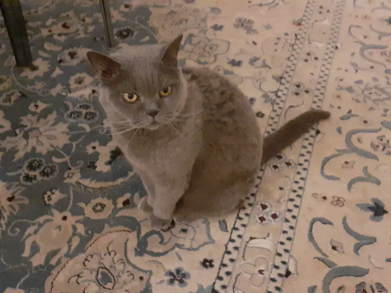 Billede 2 - Kat Sidse British Shorthair gratis