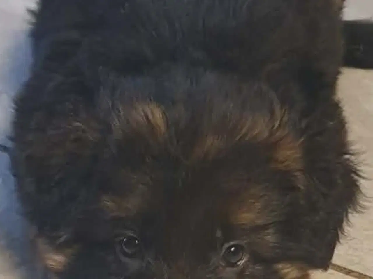 Billede 2 - Schæfer valp til påske 