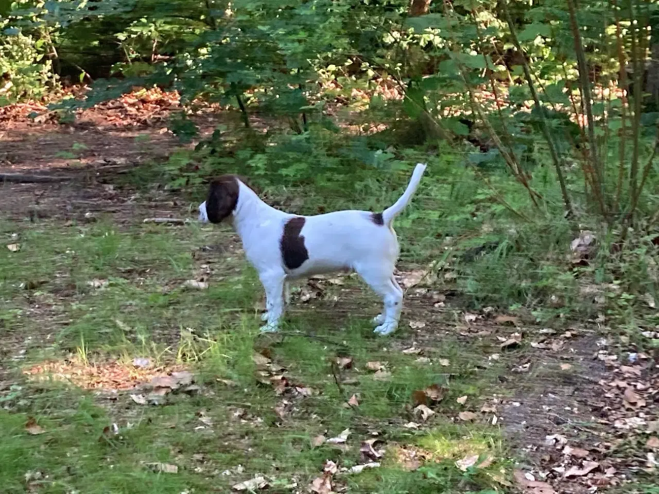 Billede 4 - Springer Spaniel 1 Han tilbage 