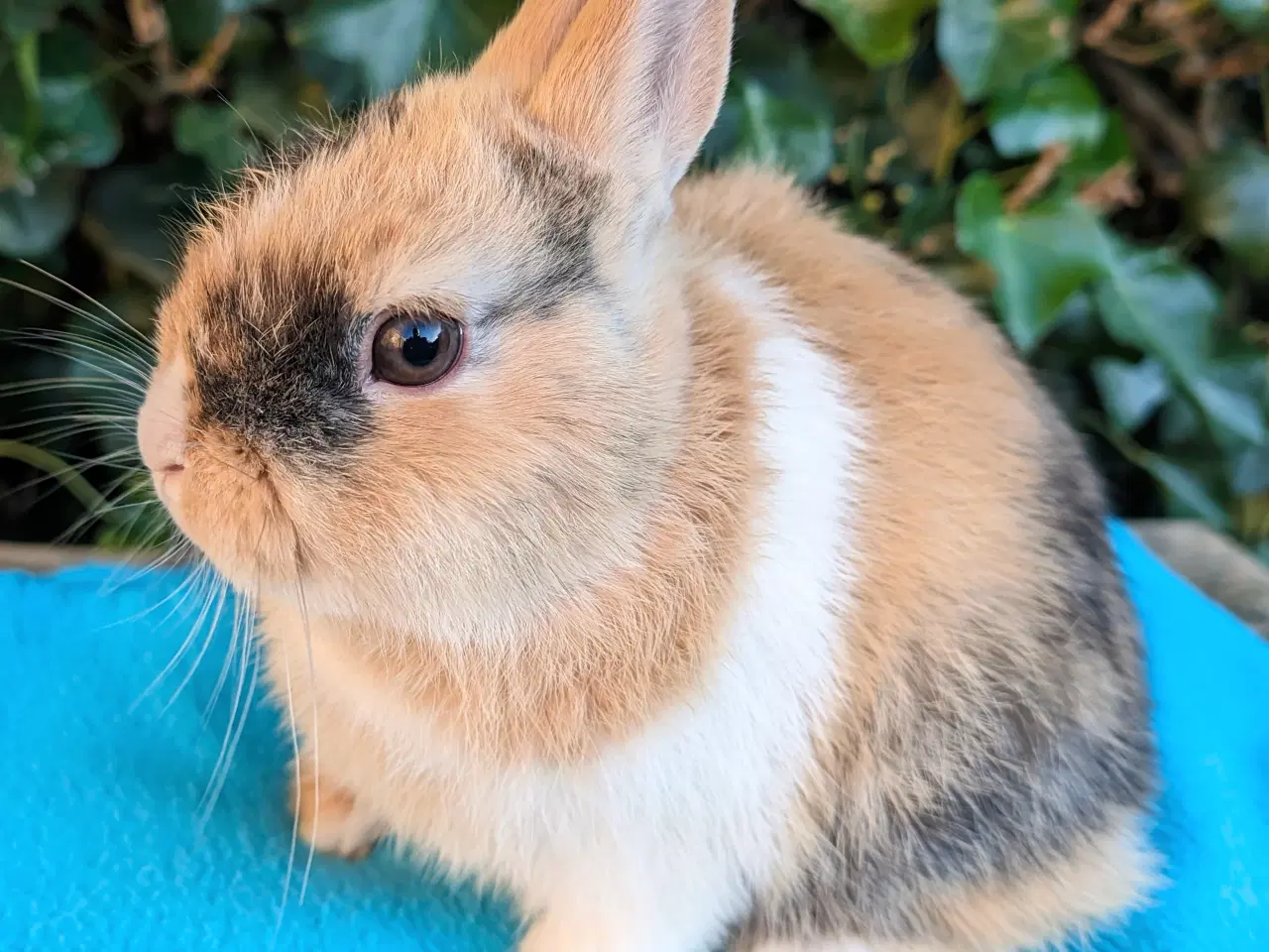 Billede 2 - Hermelin kaninunge sælges