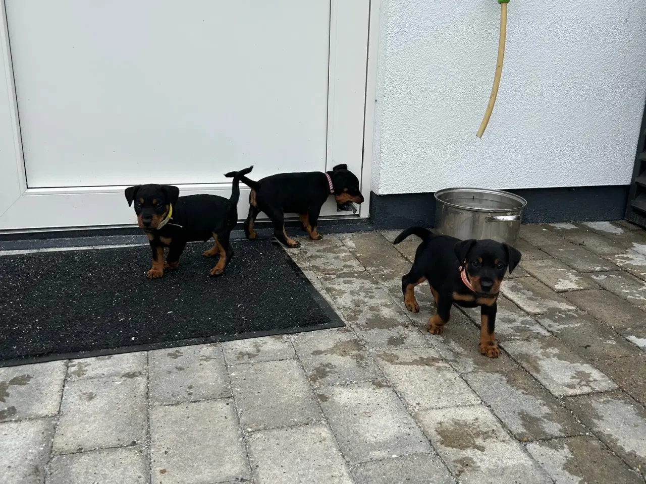 Billede 7 - Tysk jagtterrier hvalpe