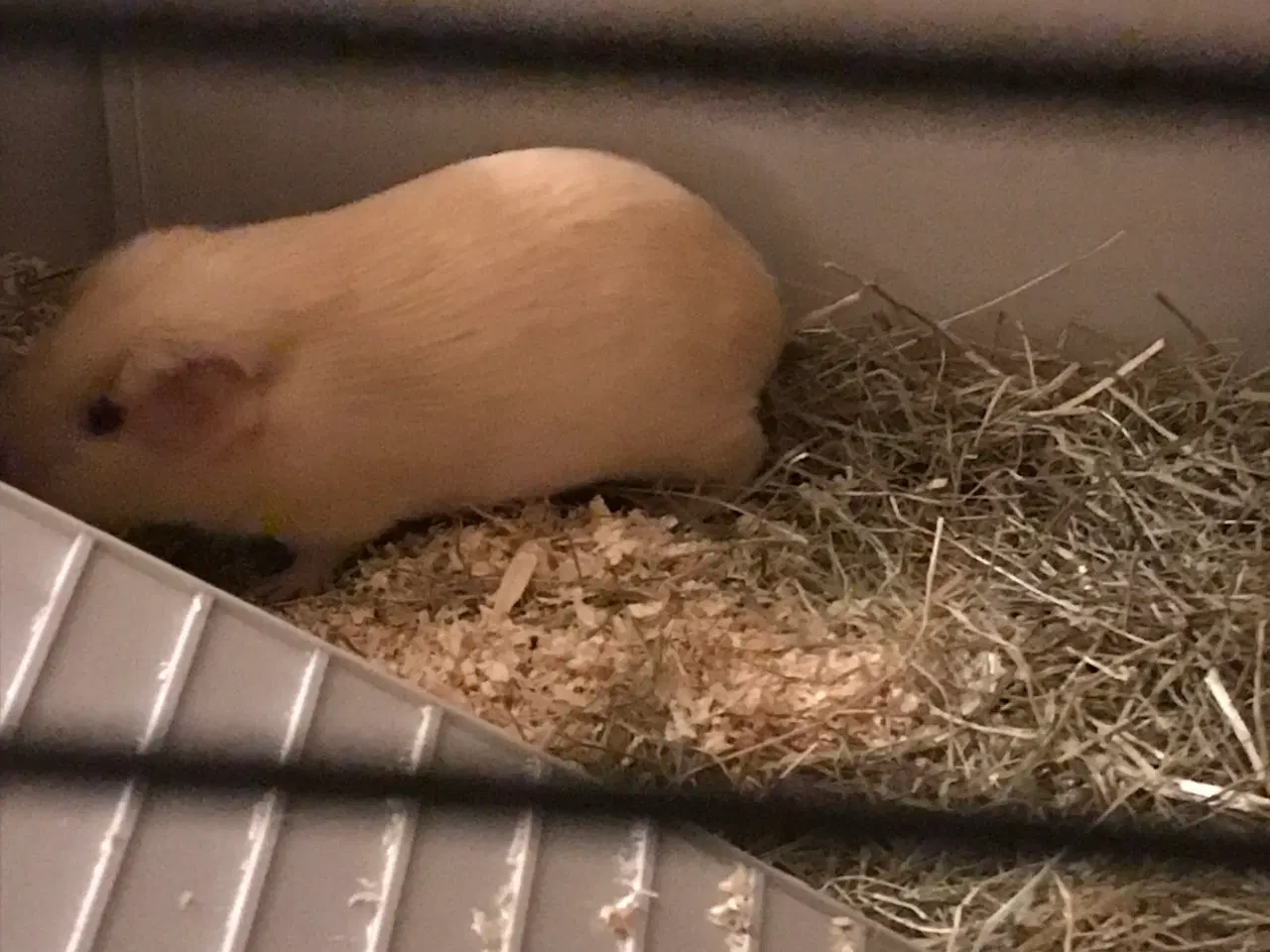 Billede 6 - 2 søde marsvin søger nyt hjem inkl. bur