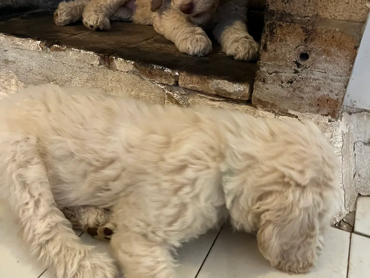 Billede 6 - Lækker labradoodle hvalp