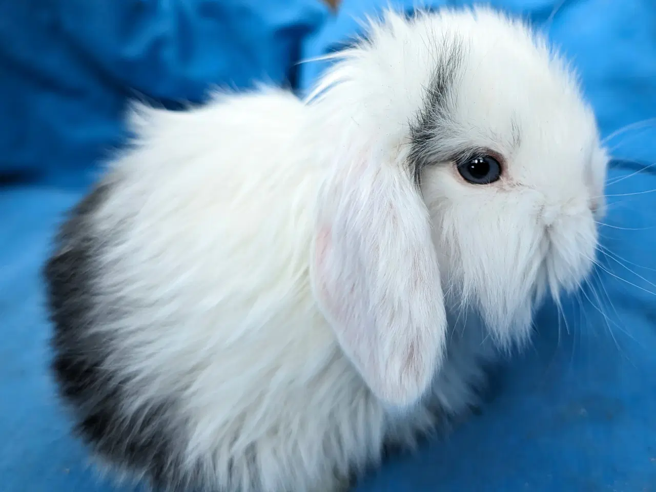 Billede 8 - Minilop kaninunge sælges