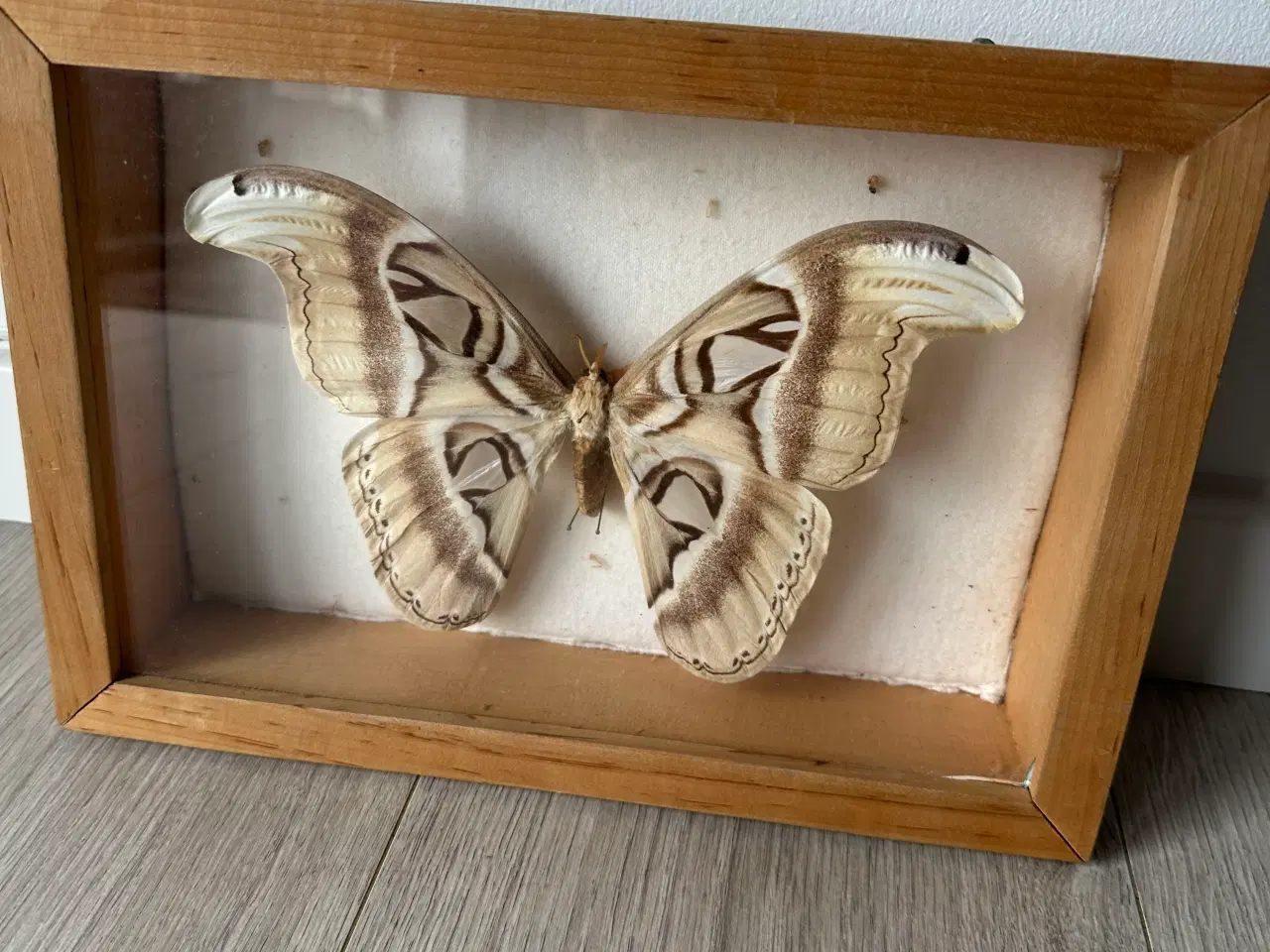 Billede 1 - Udstoppet natsværmere.