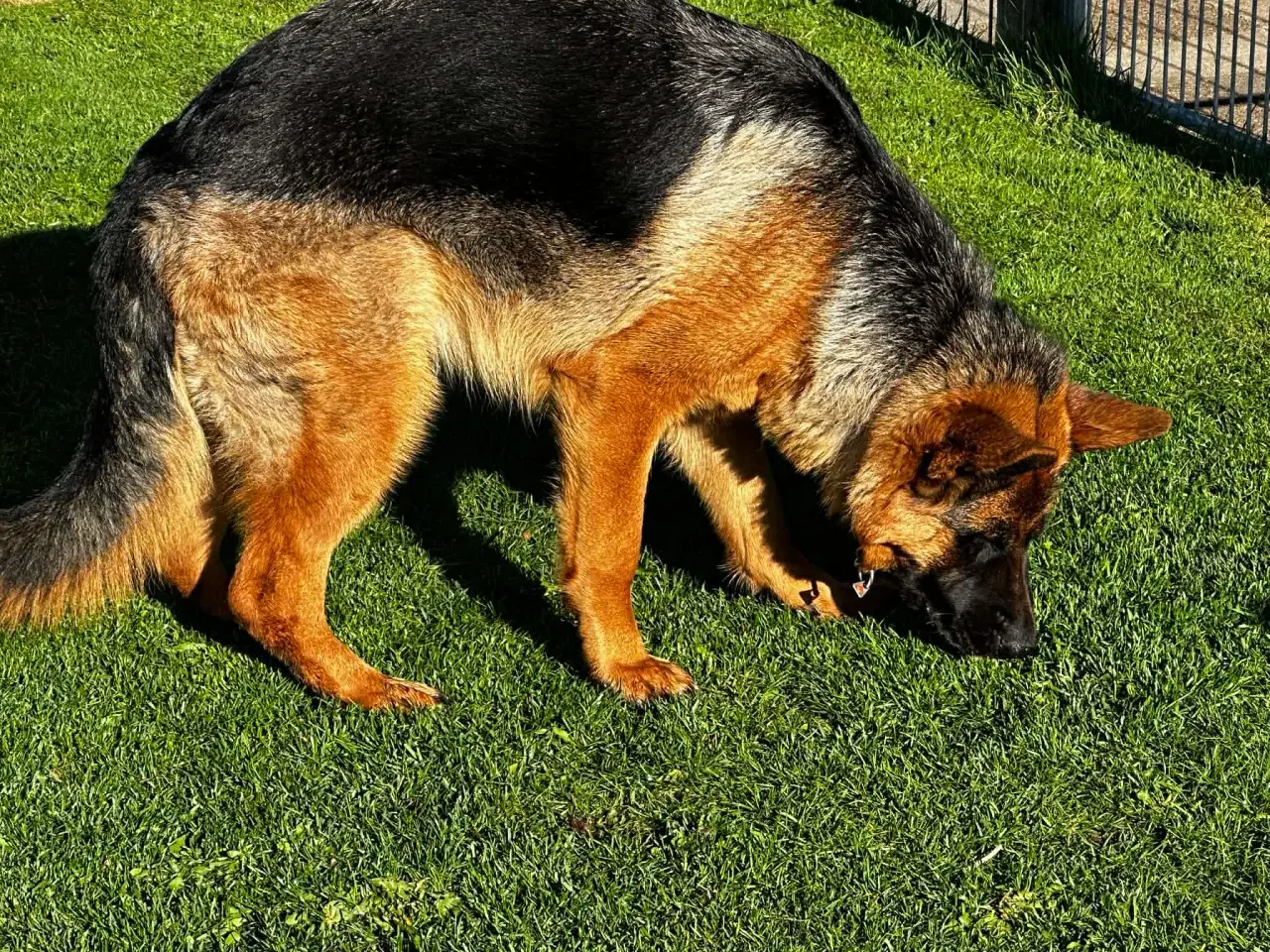 Billede 2 - Skøn schæfertæve på 1 år