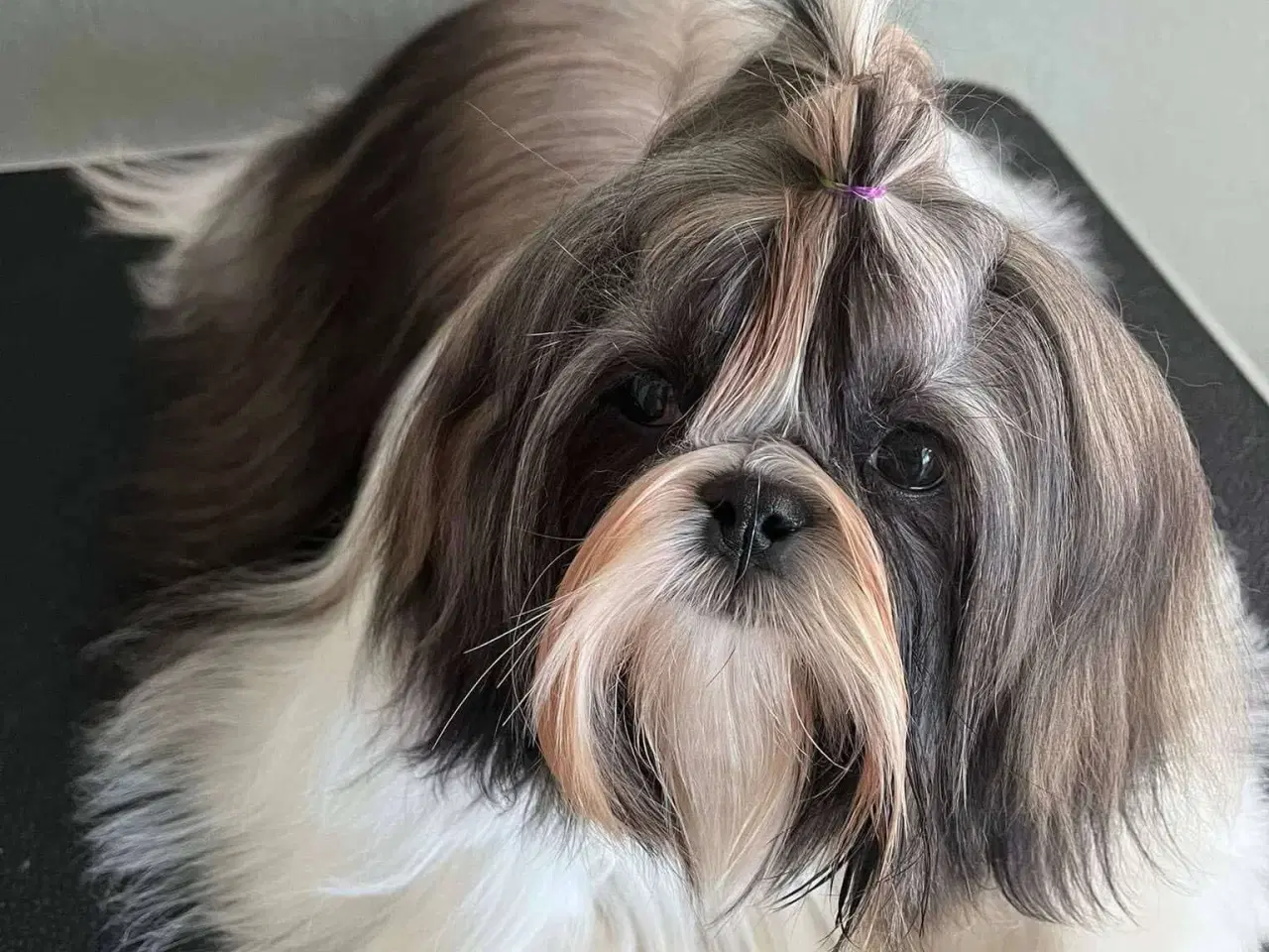 Billede 14 - Shih Tzu hvalpe
