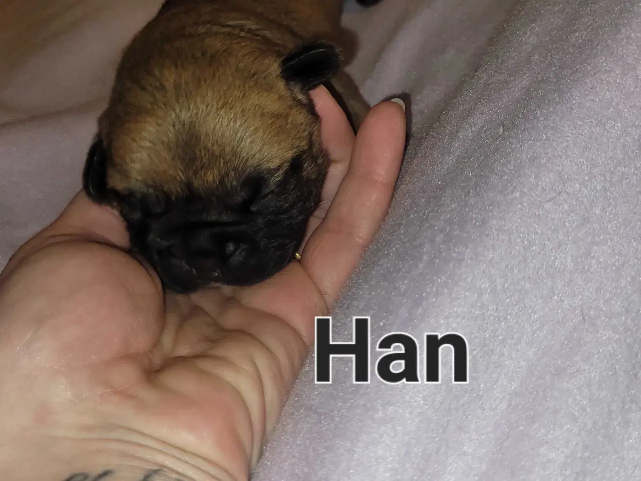 Billede 9 - Mops beagle blanding