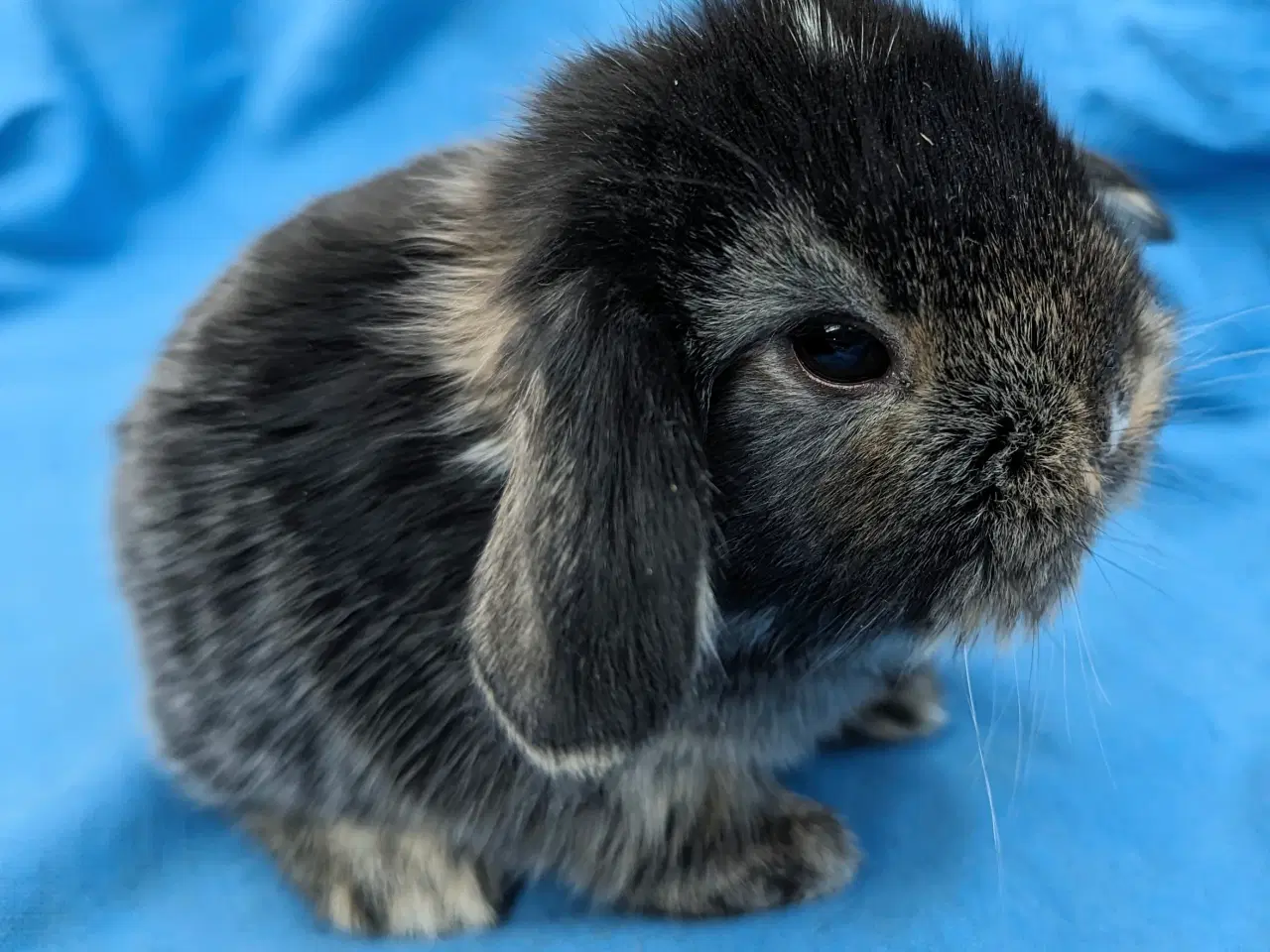 Billede 6 - Minilop kaninunge sælges