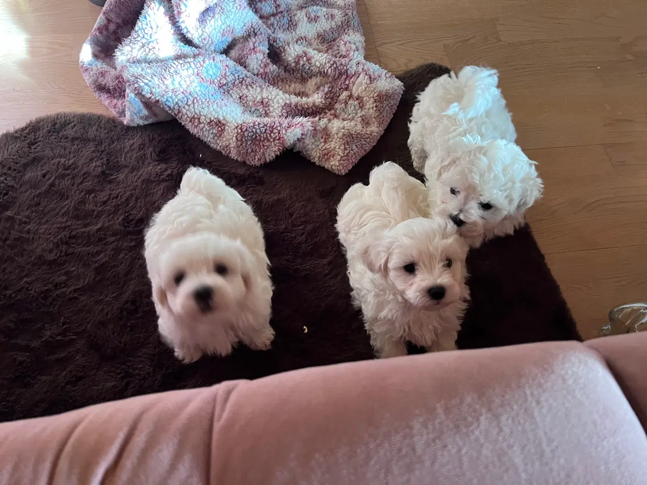 Billede 5 - Havachon hvalpe 🐶