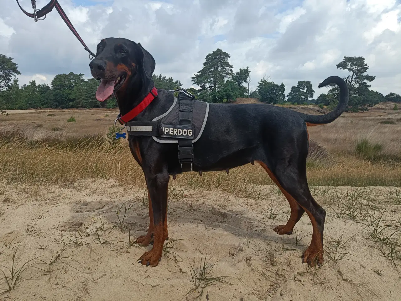 Billede 9 - Mild og kærlig Dobermann hvalp