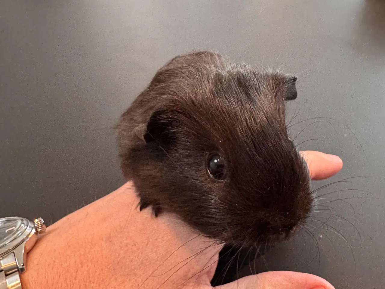 Billede 18 - Marsvin unger, 10 stk blandet