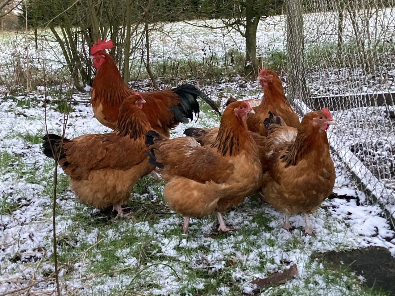 Billede 3 - Kyllinger gul orpington og gul sort sussex 