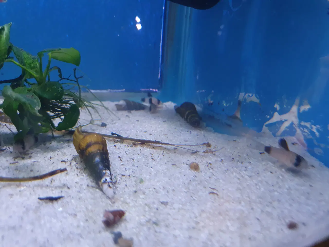 Billede 4 - Corydoras Panda sælges! 🐼