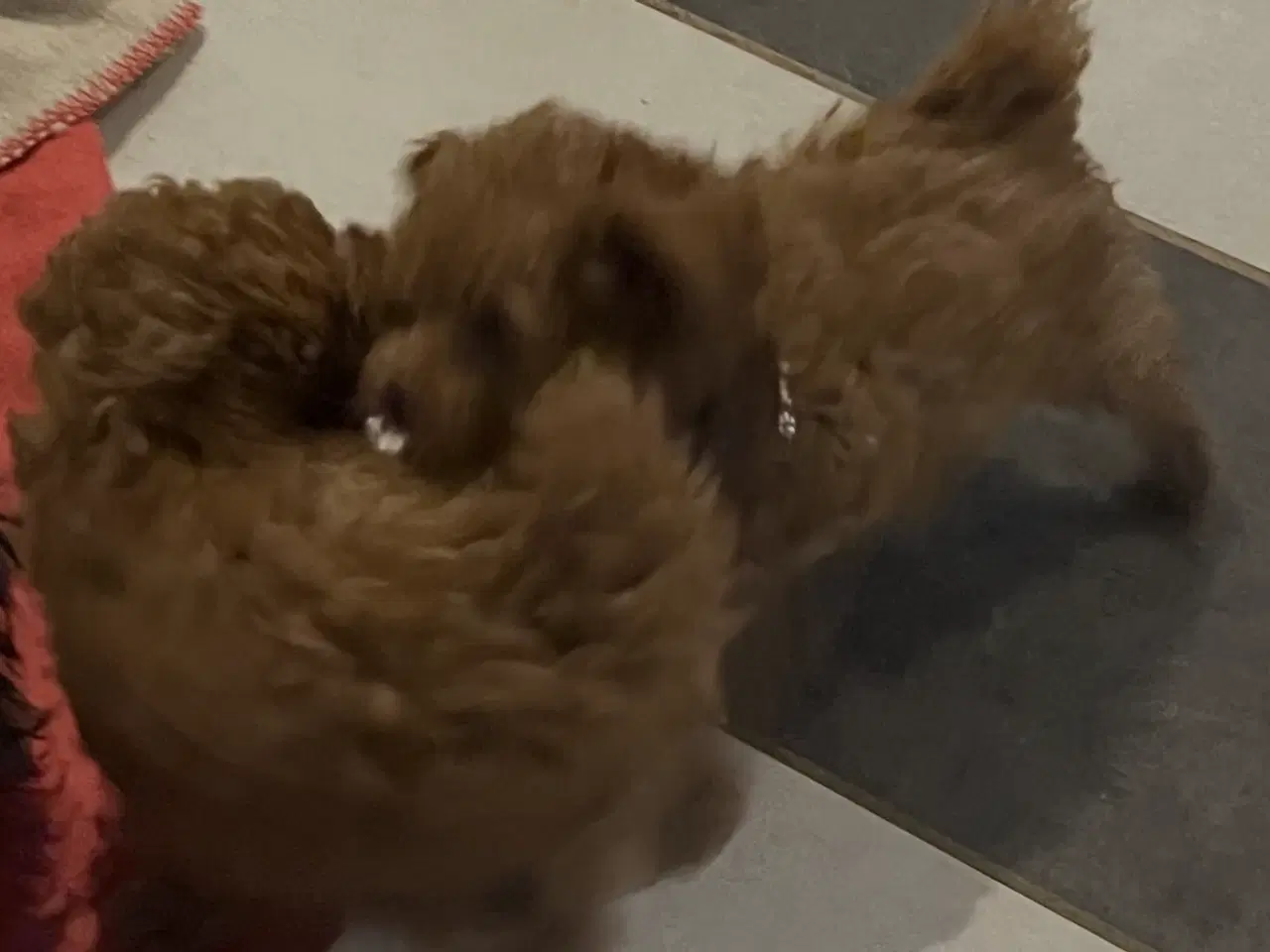 Billede 2 - Havapoo hvalpe - salgsklare..!