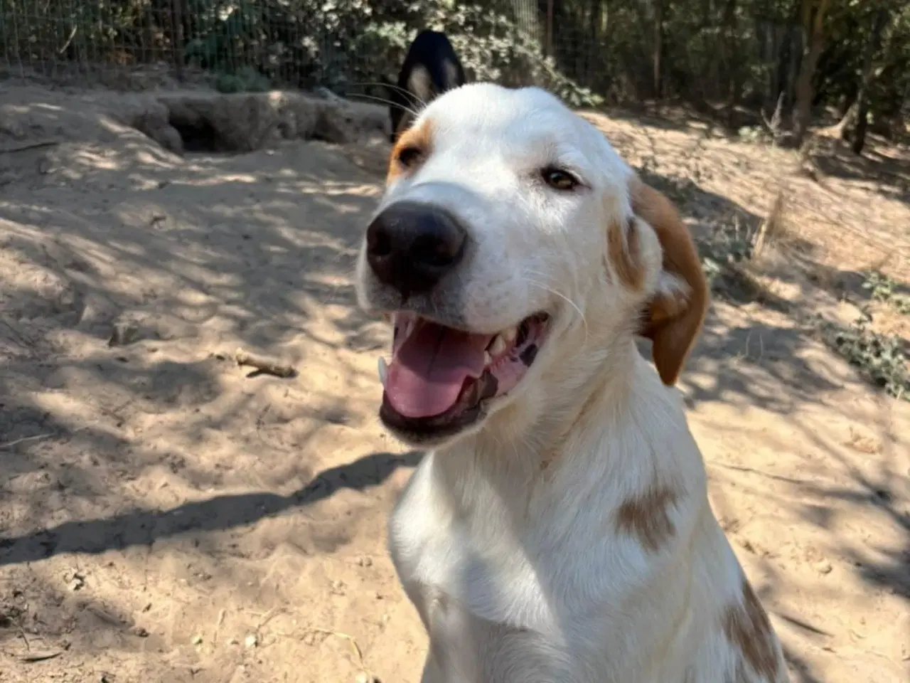 Billede 8 - Smukkeste Falki søger sit helt eget hjem