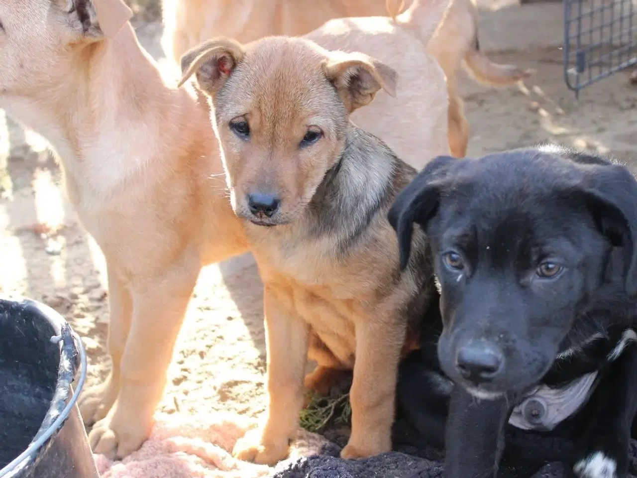 Billede 6 - Søde Dina leder efter sit 4-ever hjem 🏡💝